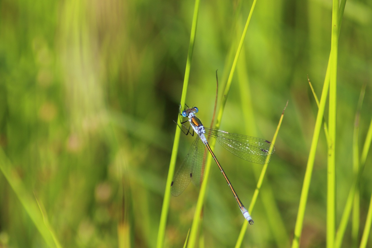 grass nature outdoors free photo