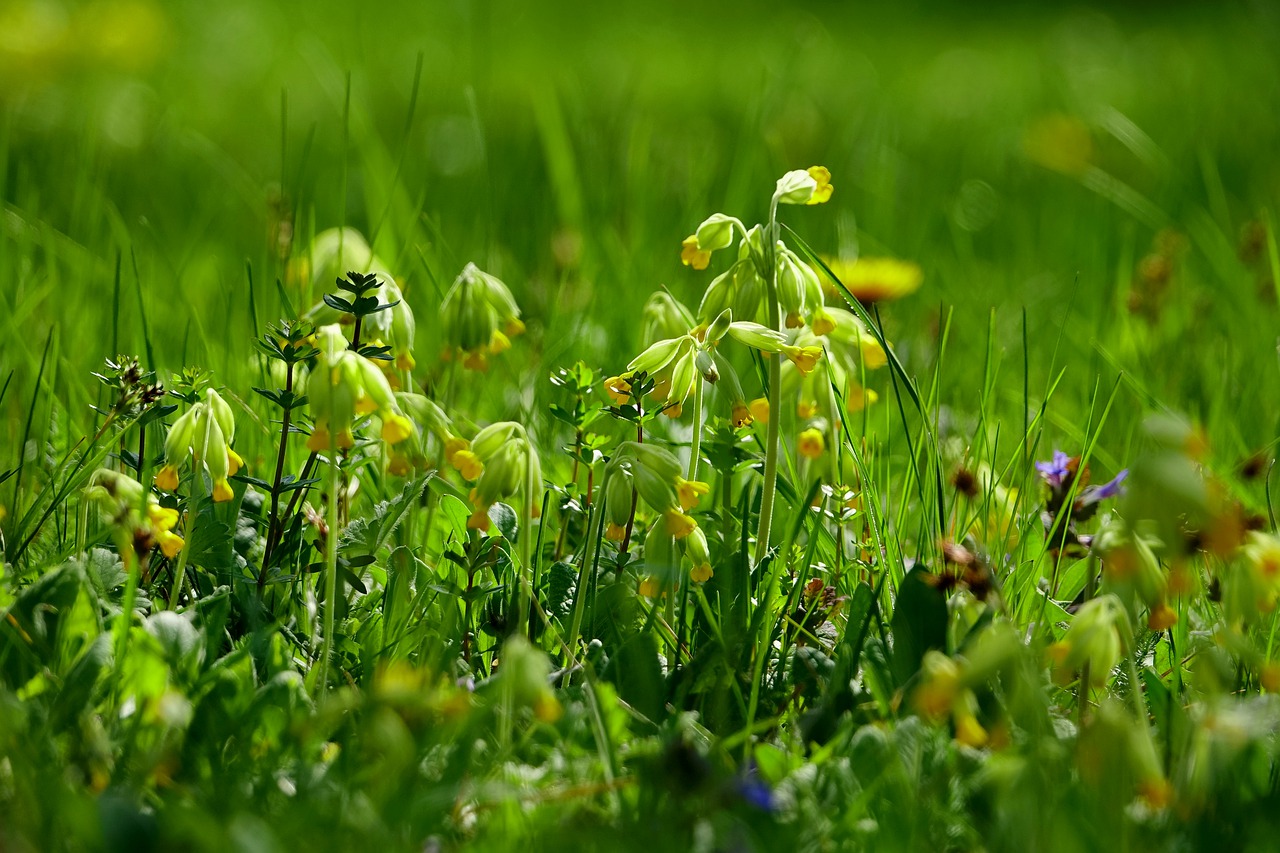 grass flower meadow plant free photo