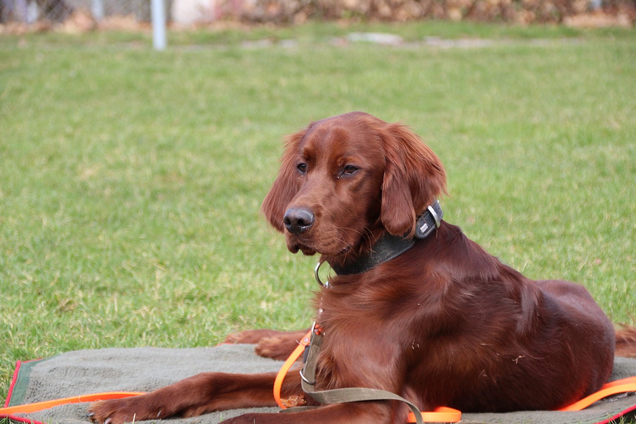 grass animal dog free photo