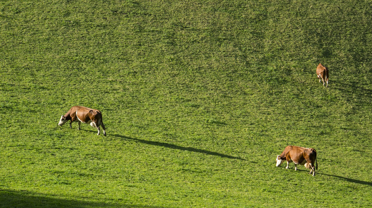 grass animal mammal free photo