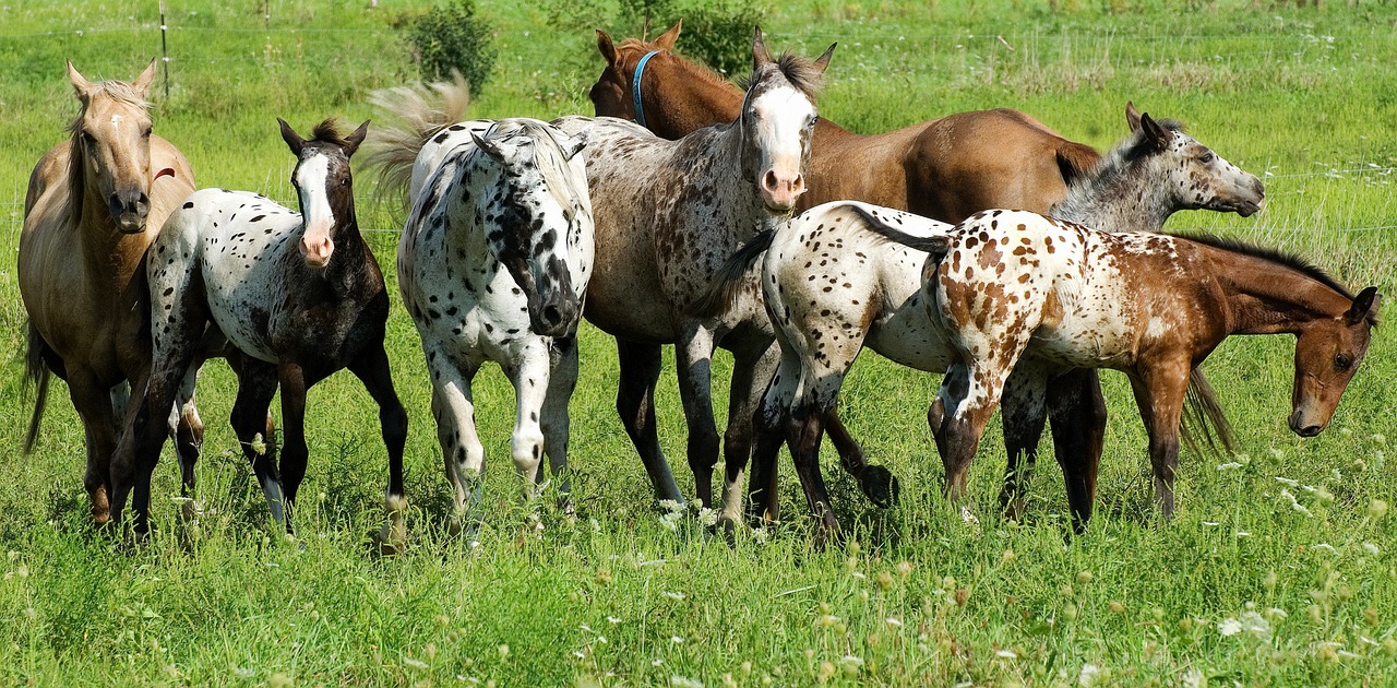 grass animal hayfield free photo