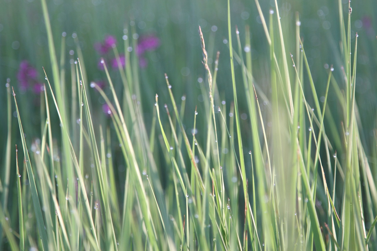 grass nature flora free photo