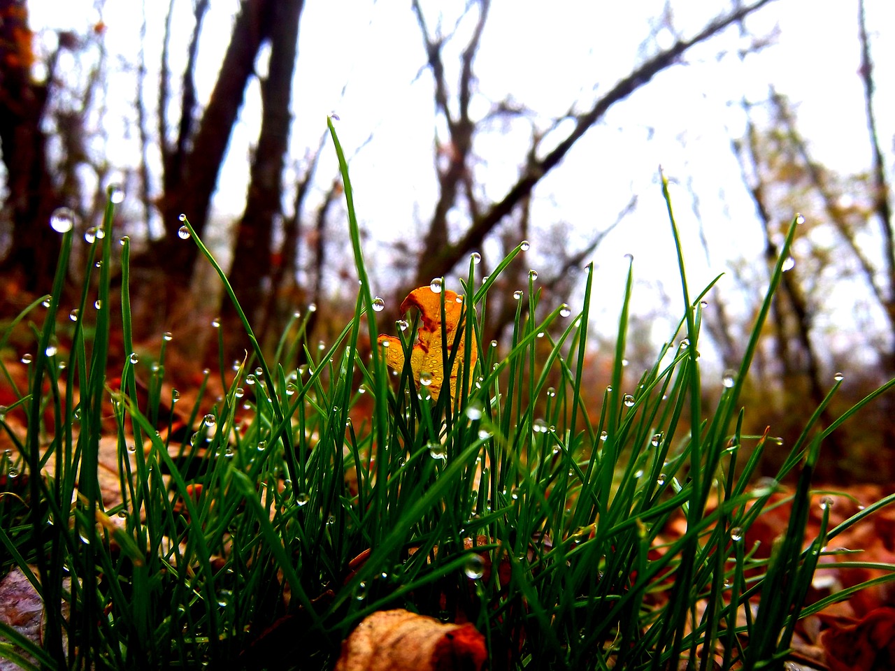 grass outdoors nature free photo