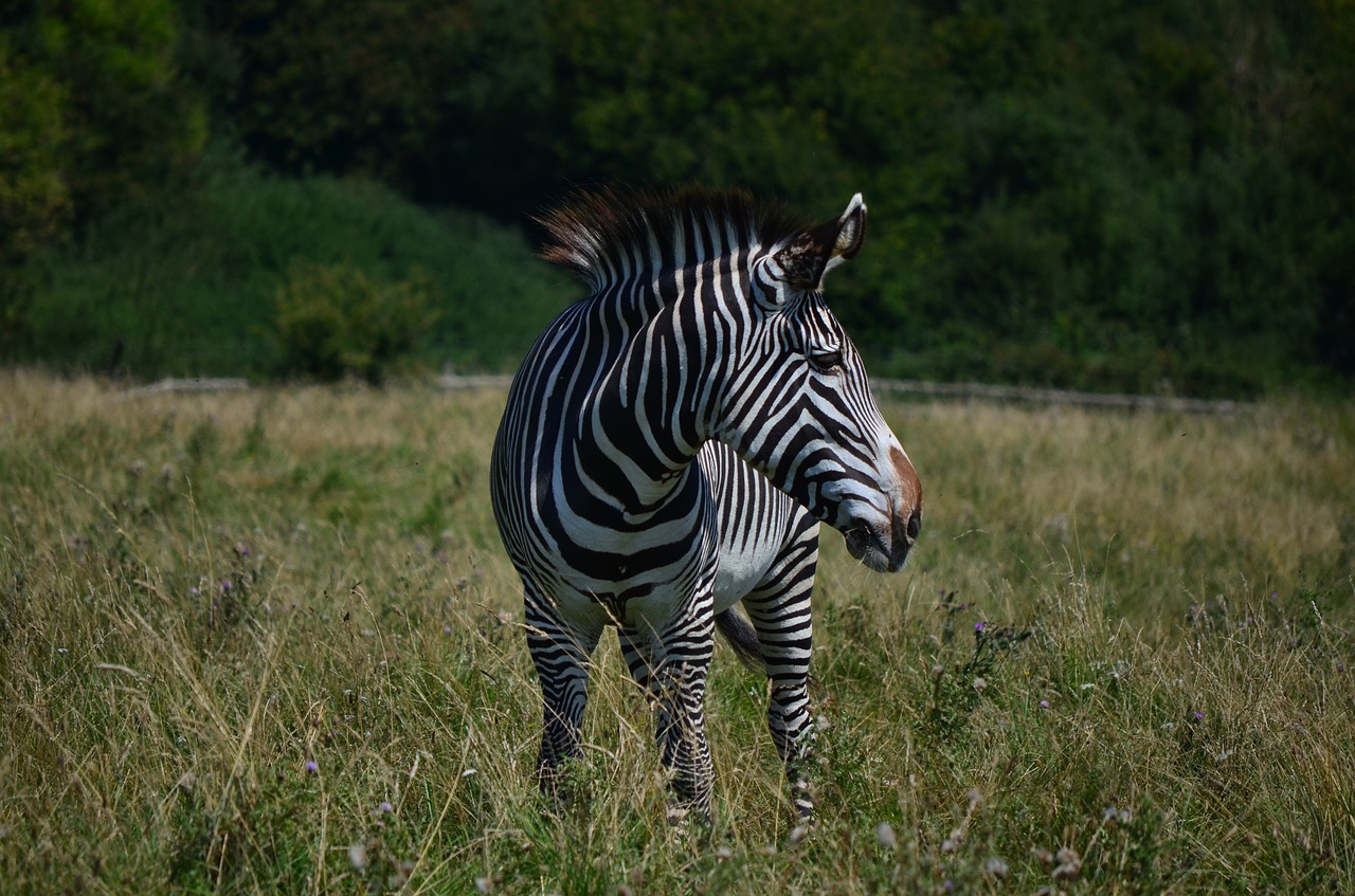 grass nature mammal free photo