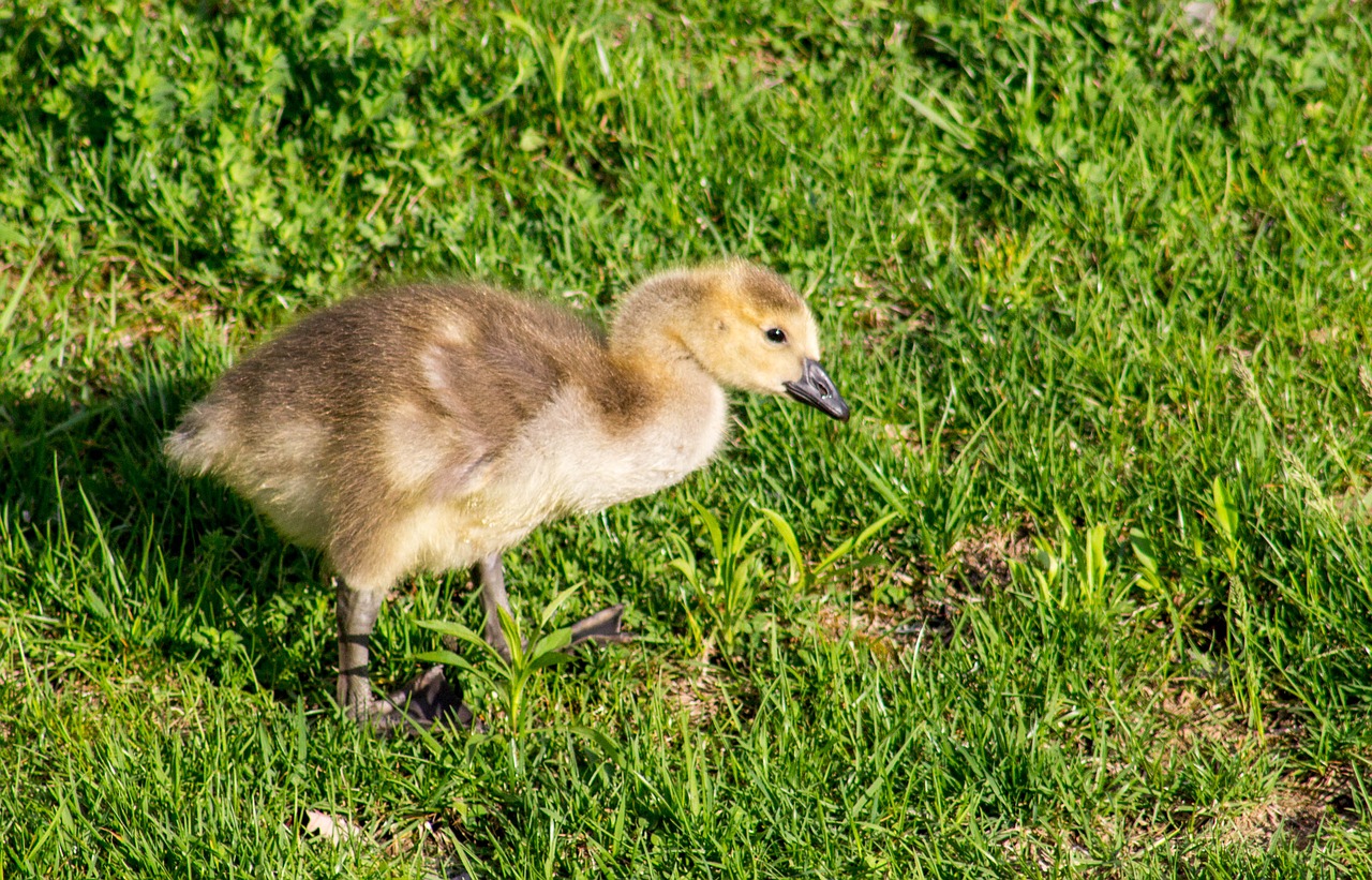 grass nature animal free photo