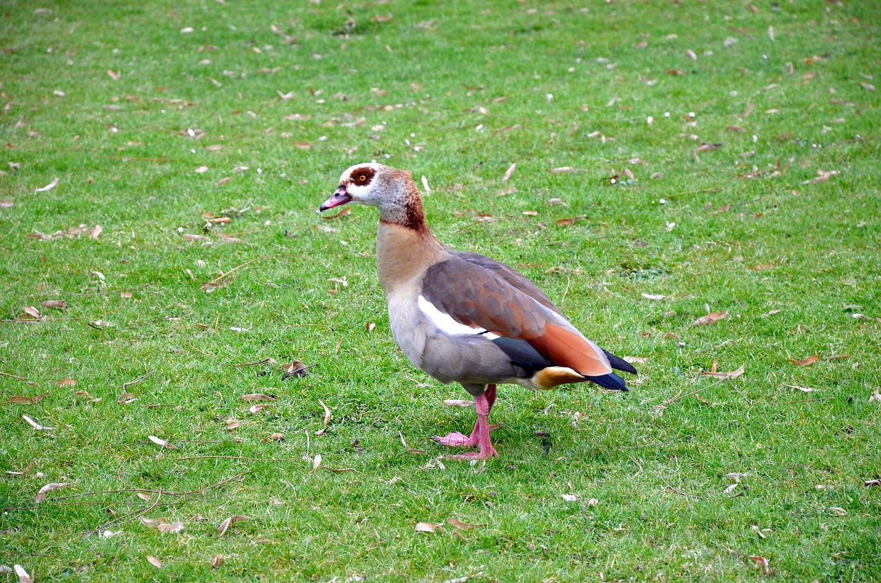 grass nature bird free photo