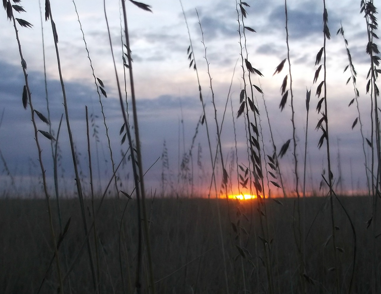 grass nature sun free photo