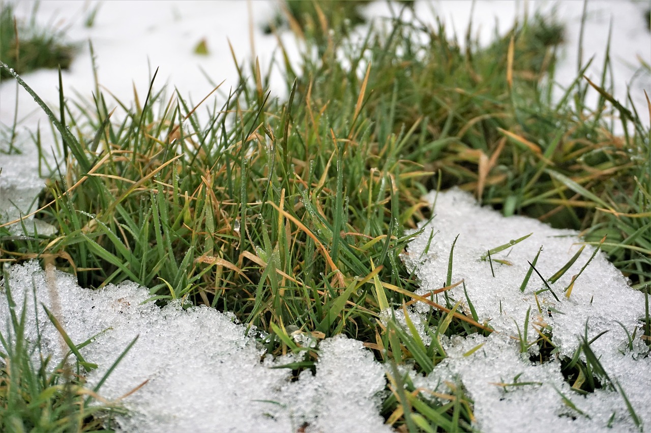 grass nature outdoors free photo