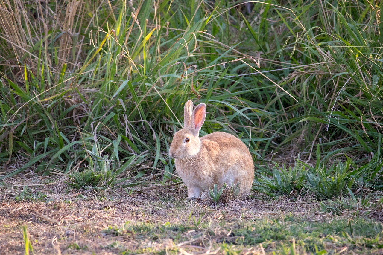 grass nature animal free photo