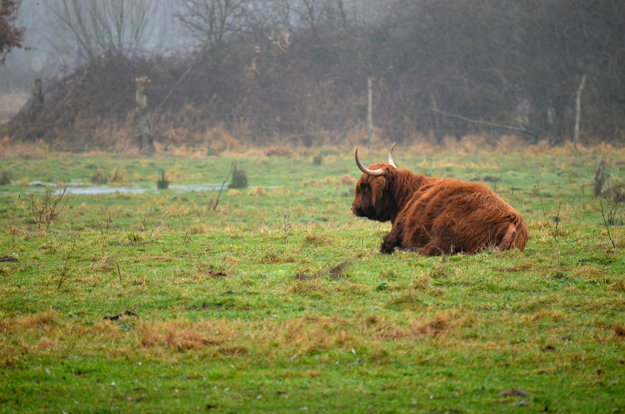 grass nature animal free photo