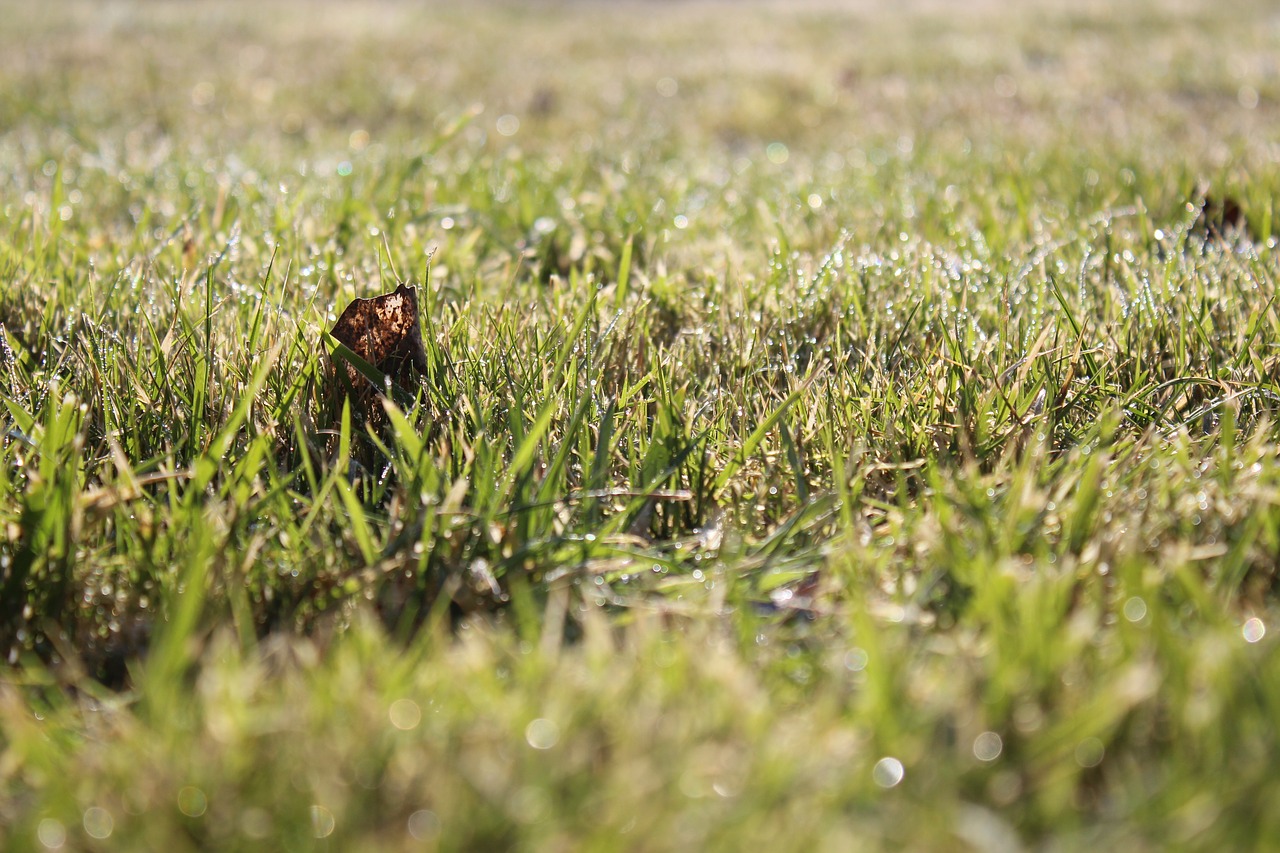 grass field nature free photo