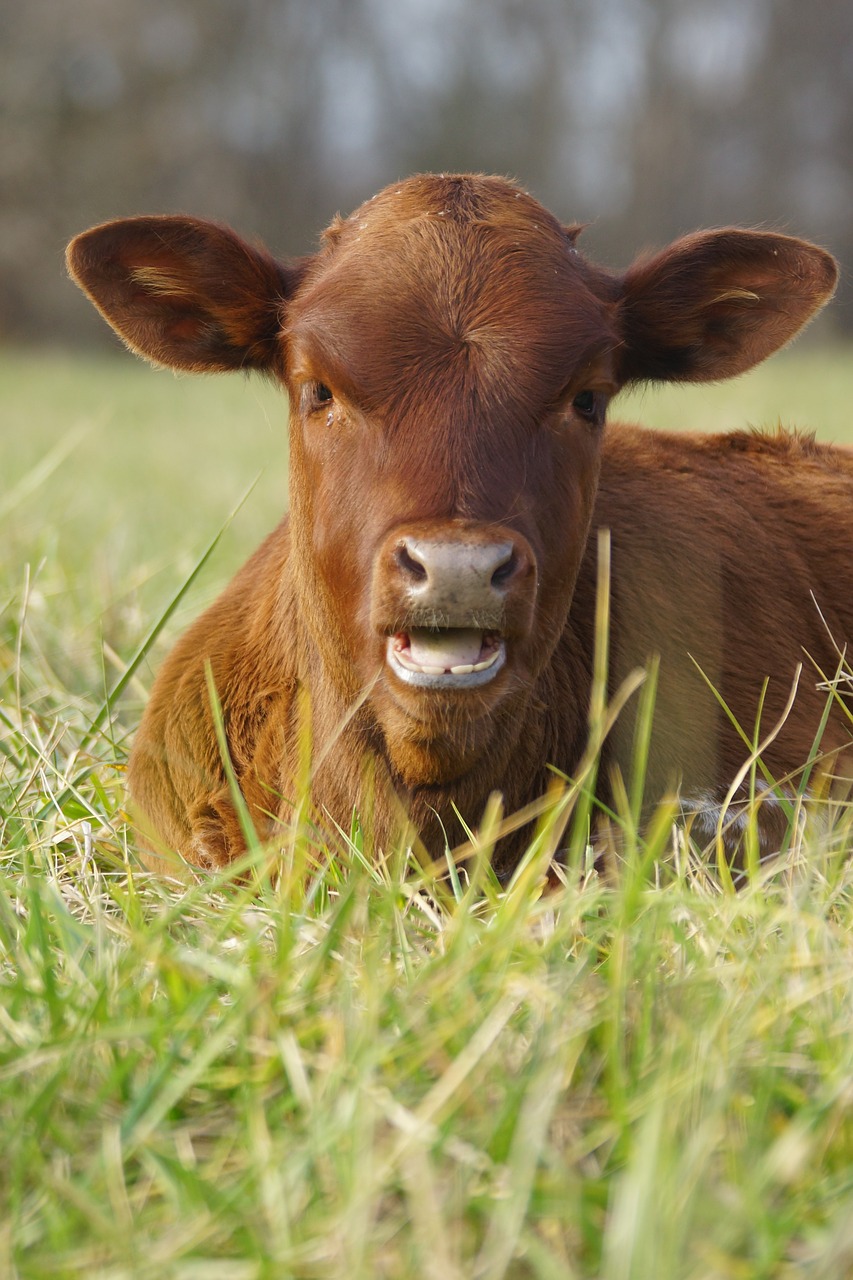 grass animal hayfield free photo