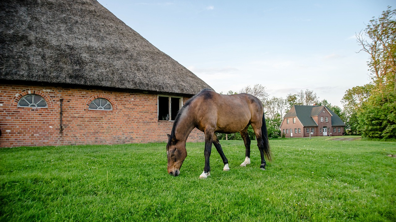 grass farm meadow free photo