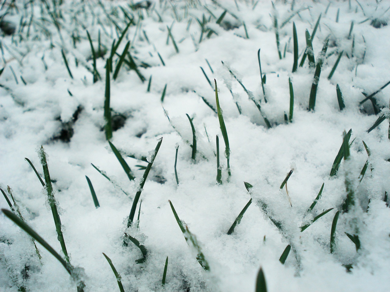 grass snow green free photo