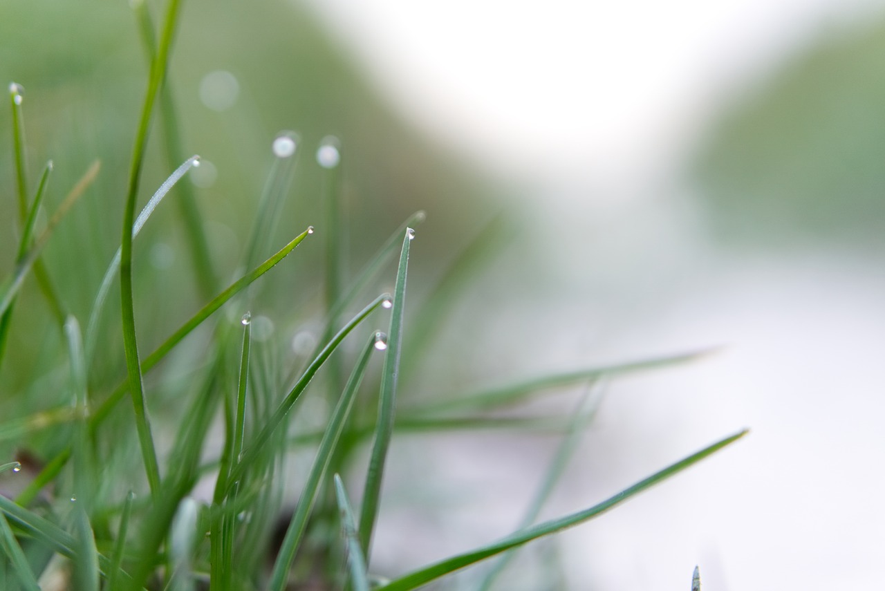 grass pearl dew free photo