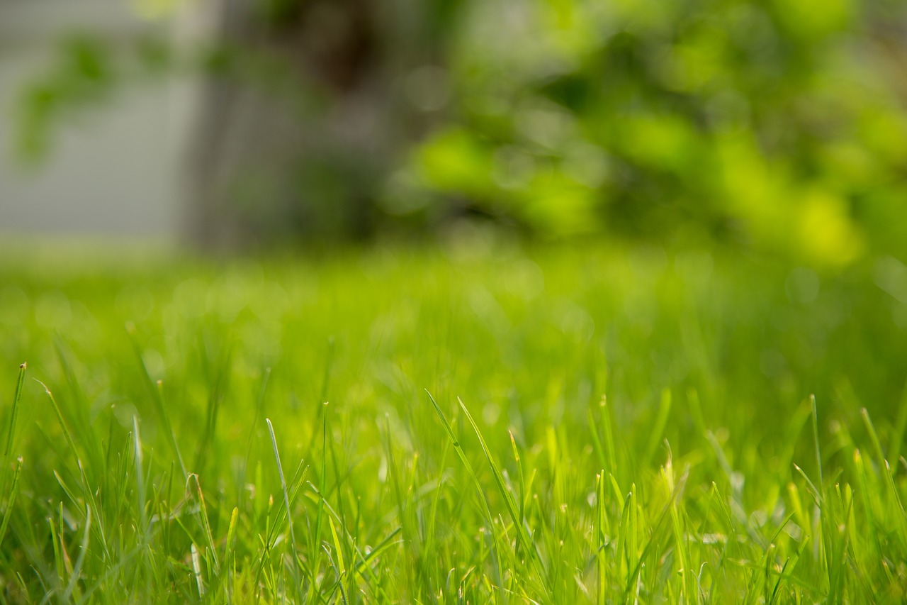 grass green background free photo