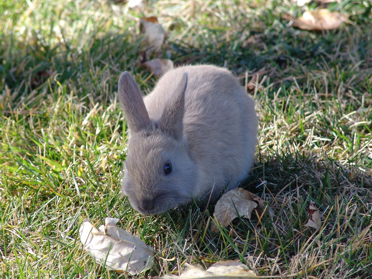 grass animal nature free photo