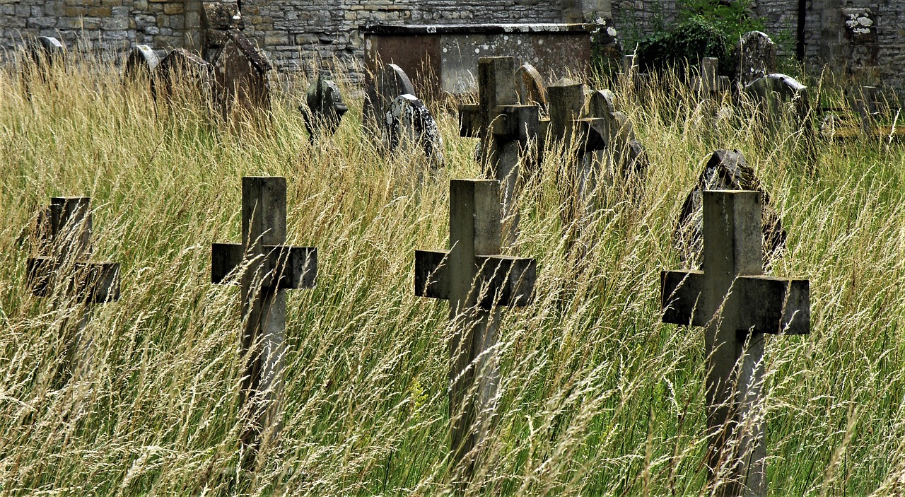 grass nature outdoors free photo