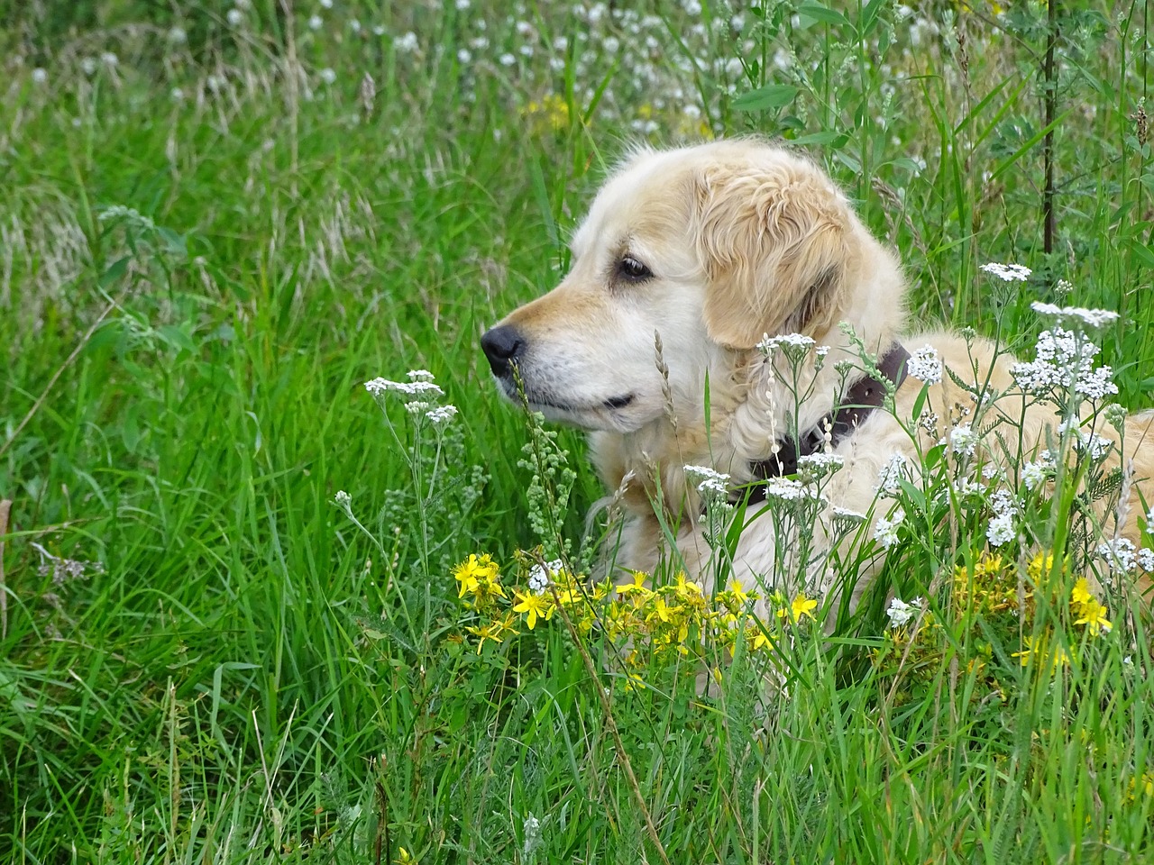 grass dog meadow free photo