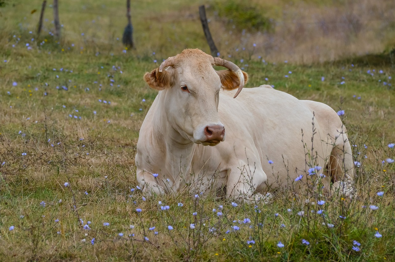 grass mammal field free photo