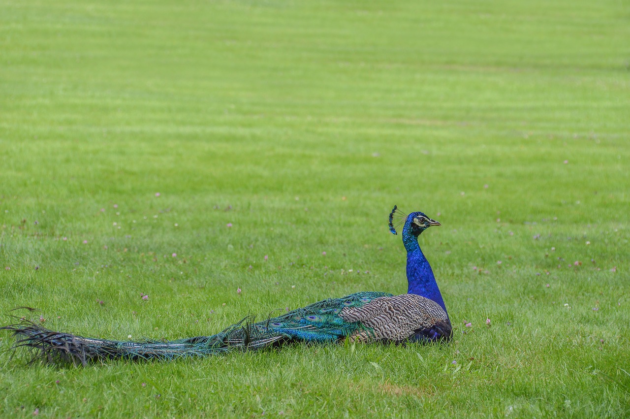 grass nature bird free photo