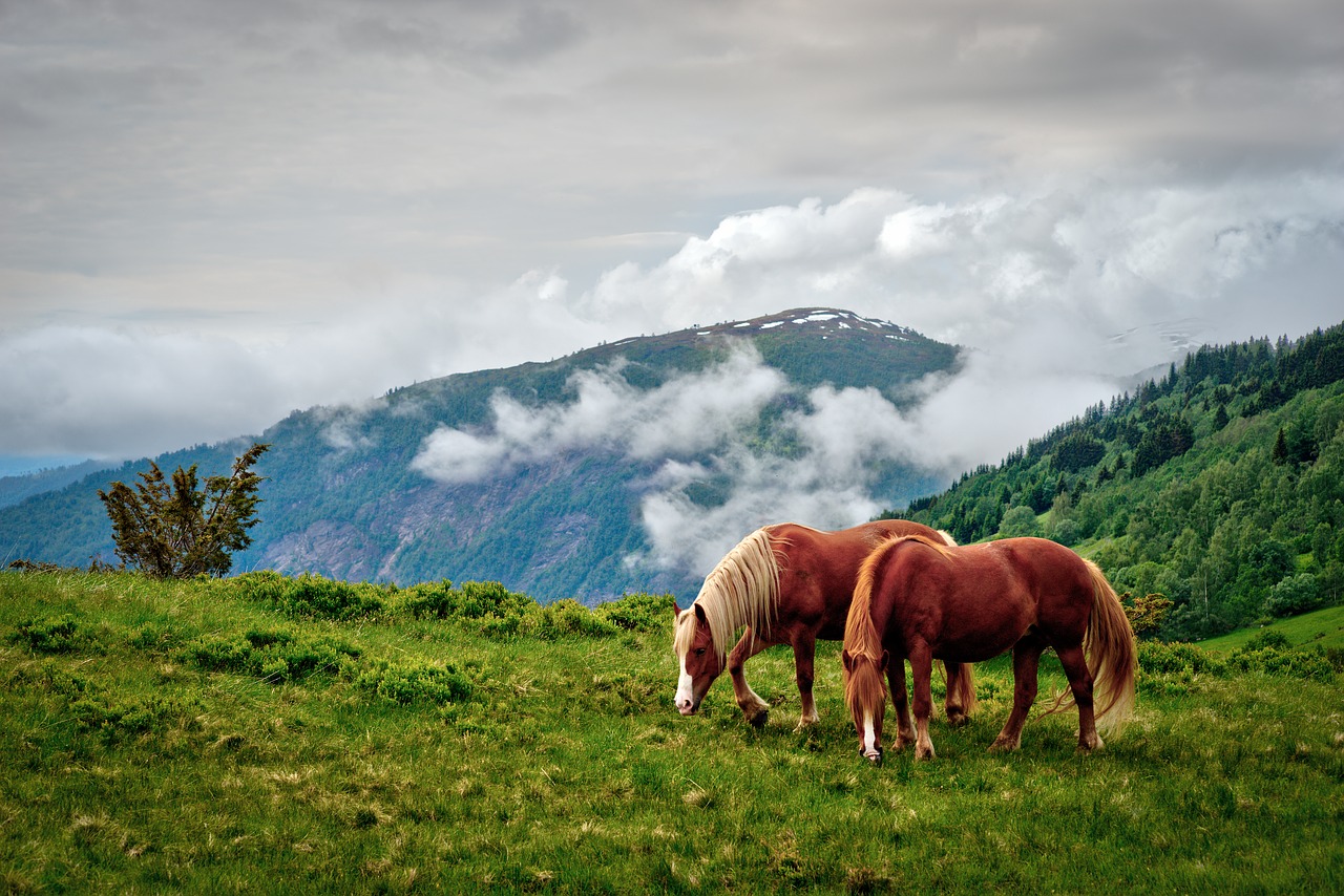 grass nature outdoors free photo