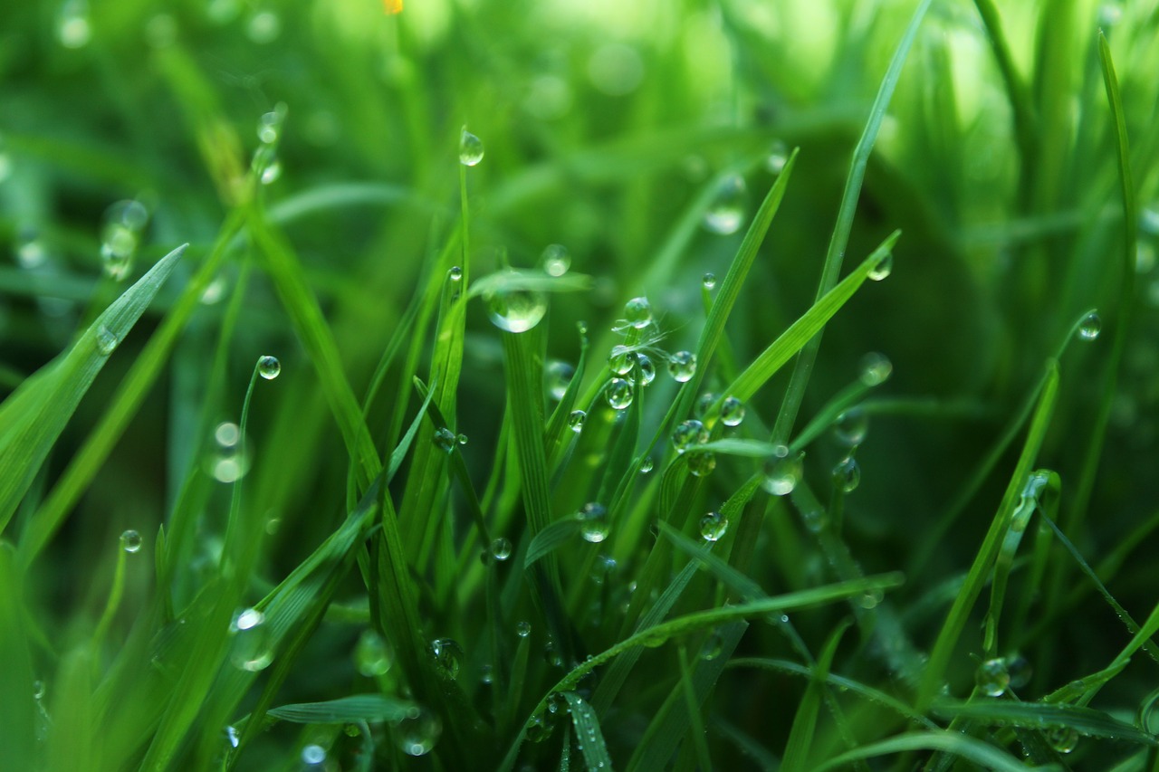 grass plant shoots free photo