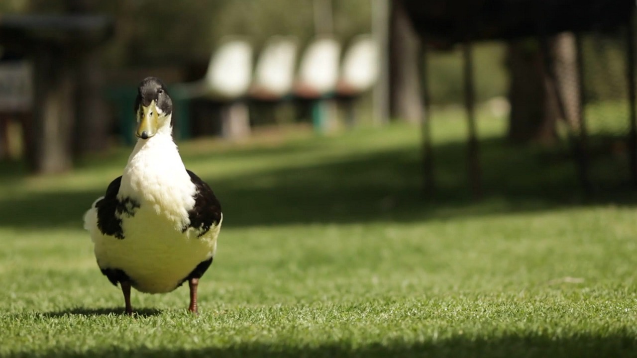 grass nature bird free photo