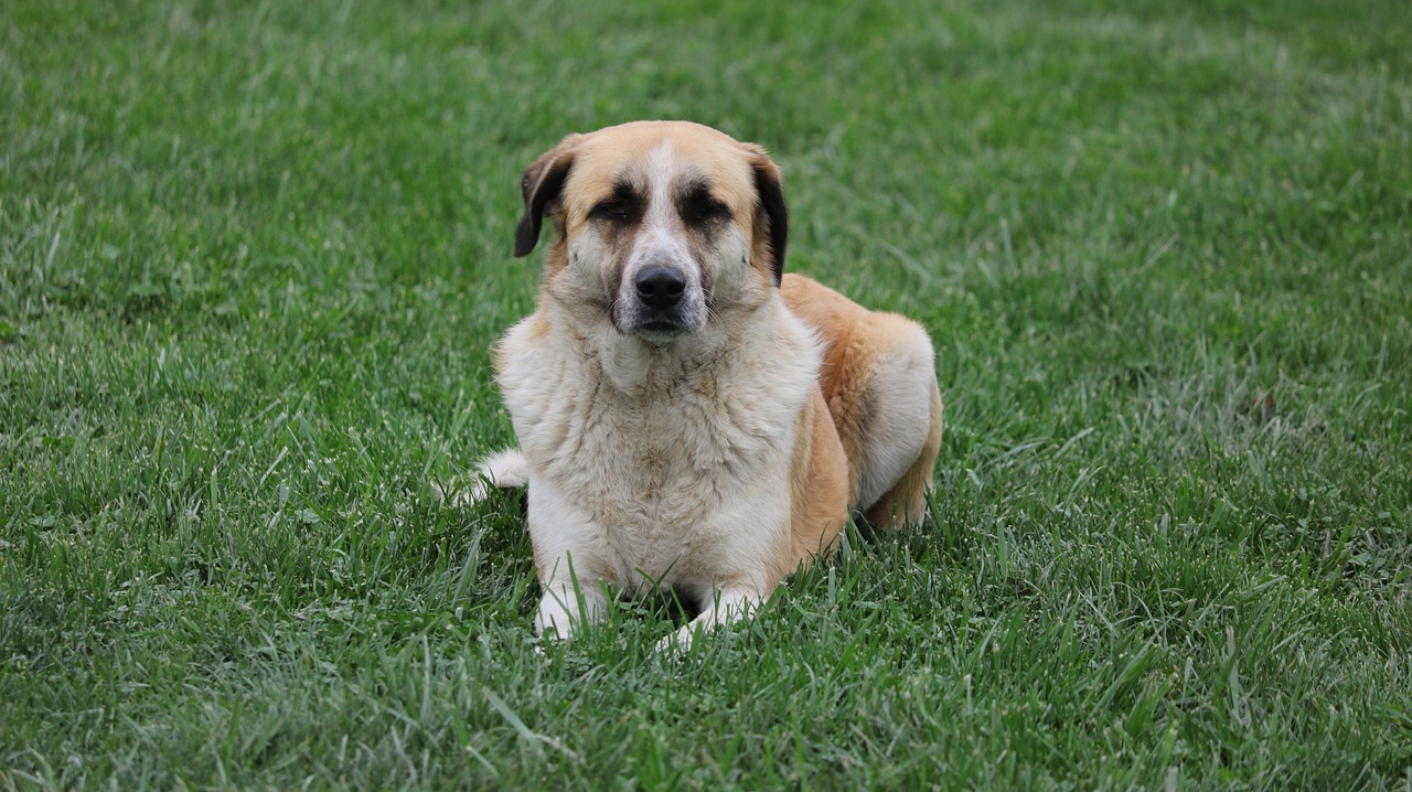 grass animals dog free photo