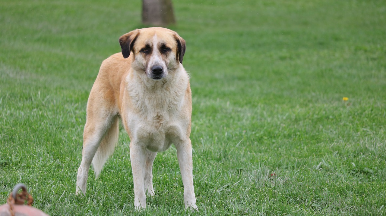 grass animals dog free photo