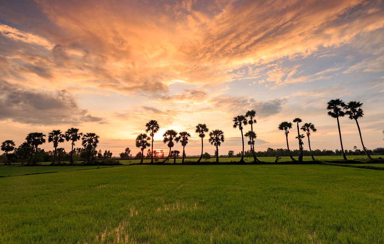 grass tree field free photo