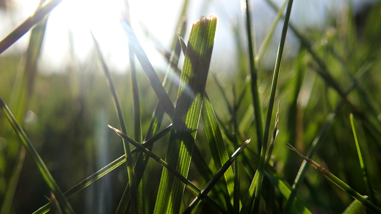 grass sun lawn free photo