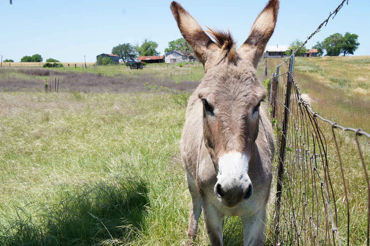 grass field animal free photo