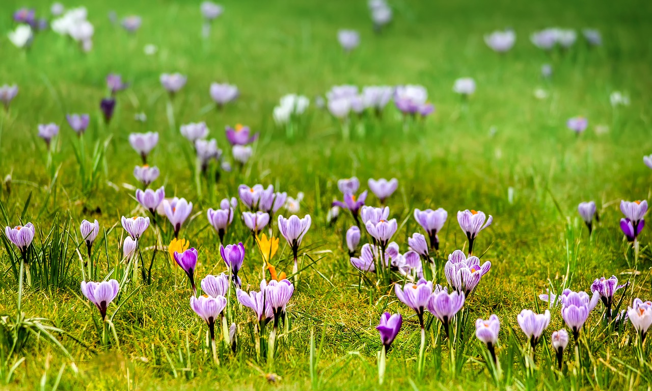 grass meadow flower free photo