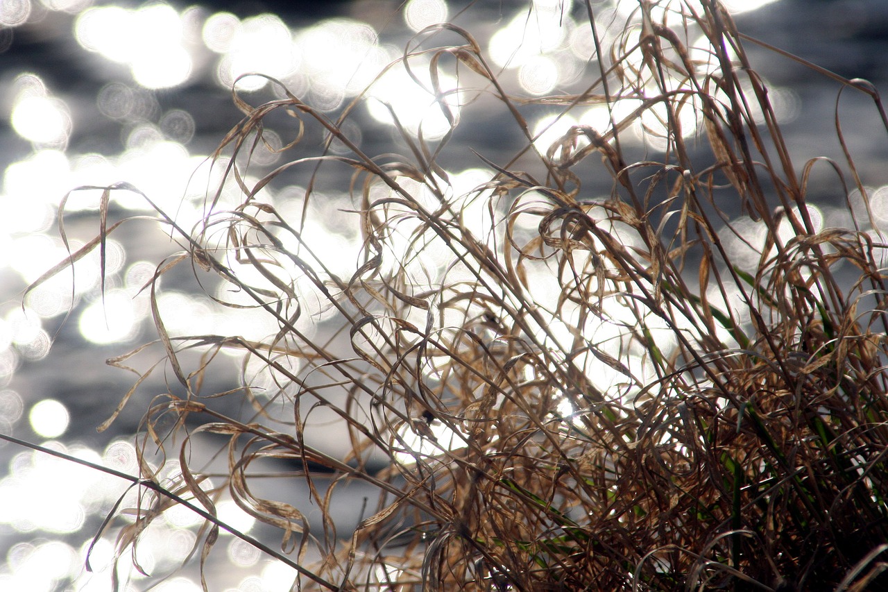 grass water reflection free photo