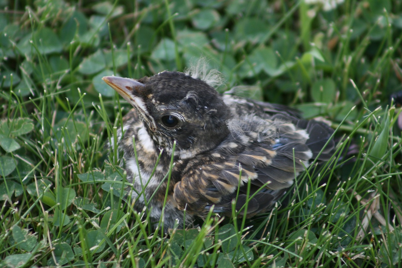 grass nature bird free photo