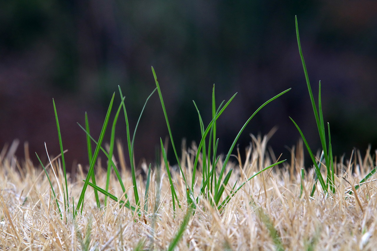 grass nature plants free photo