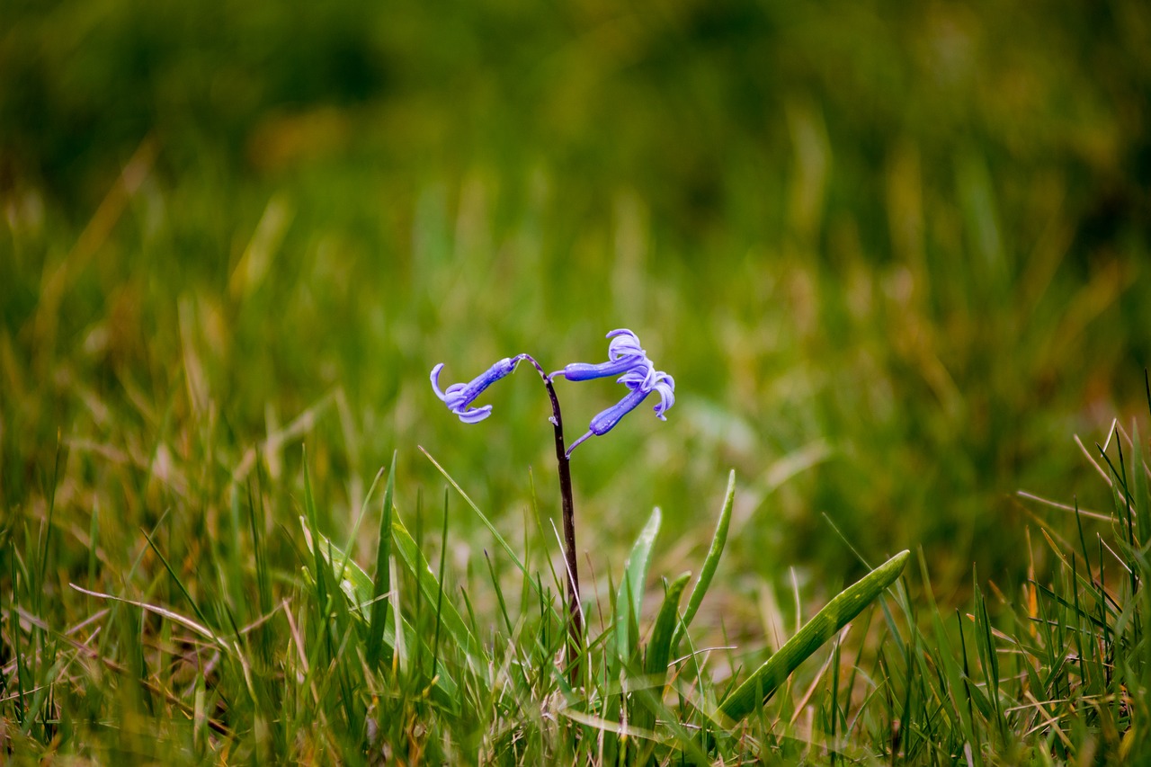 grass nature outdoors free photo