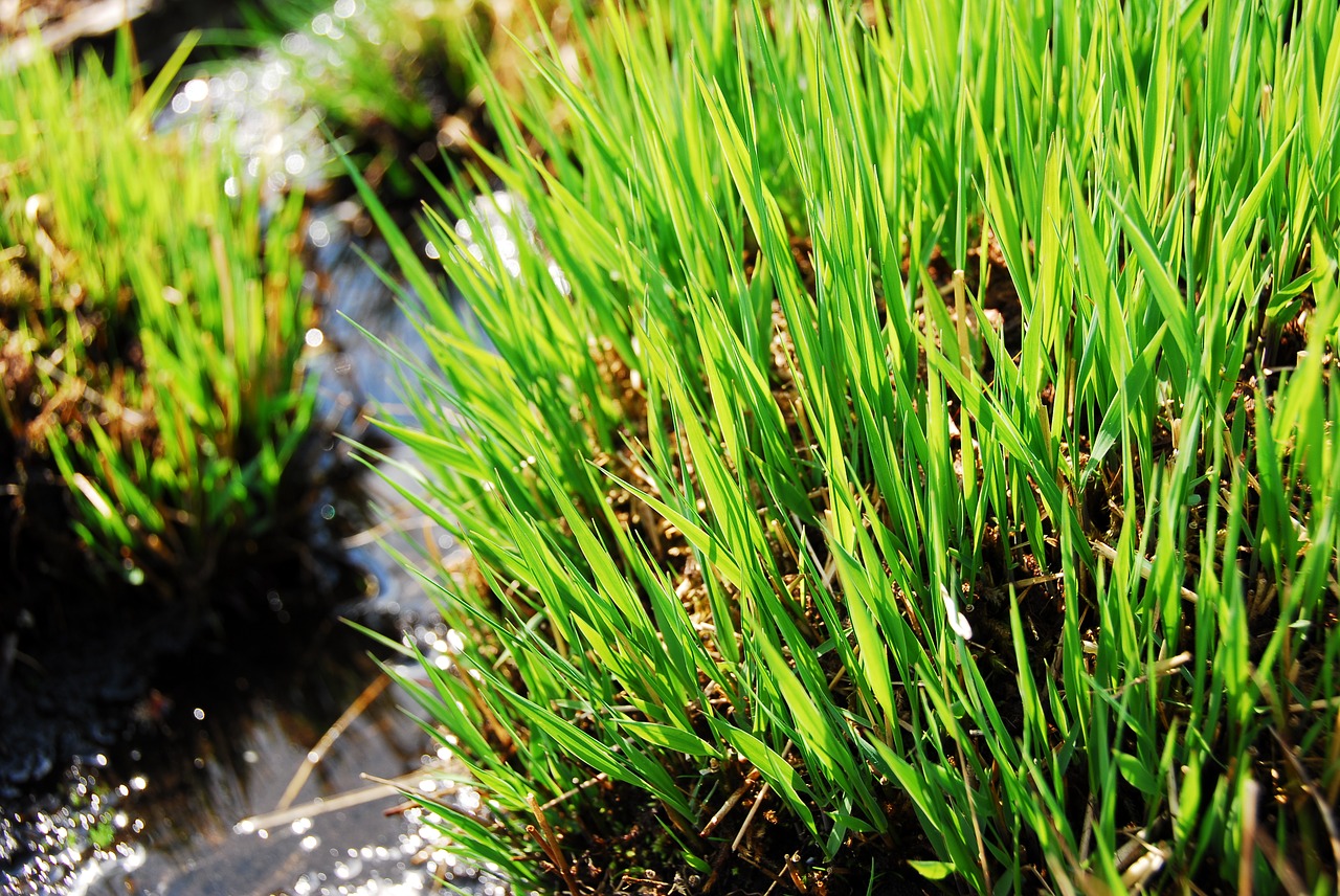 grass plant nature free photo