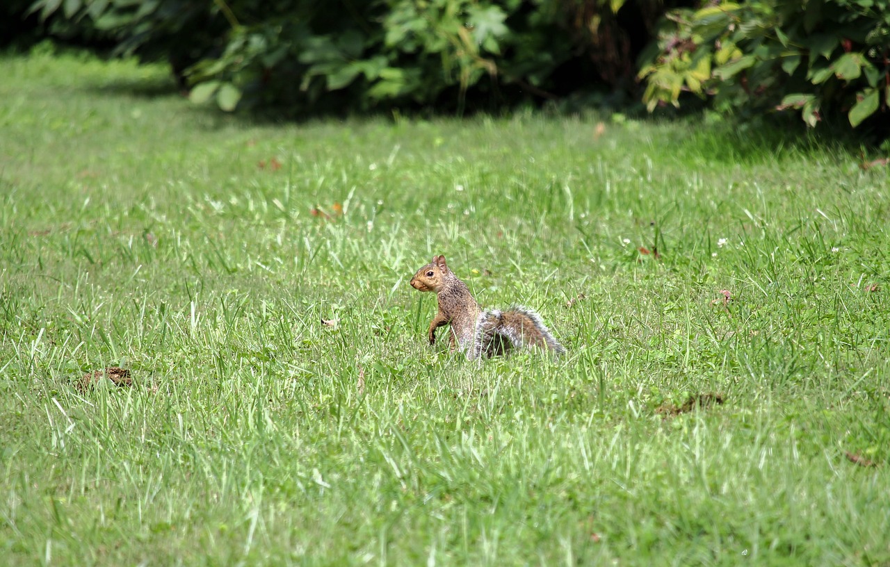 grass nature animal free photo