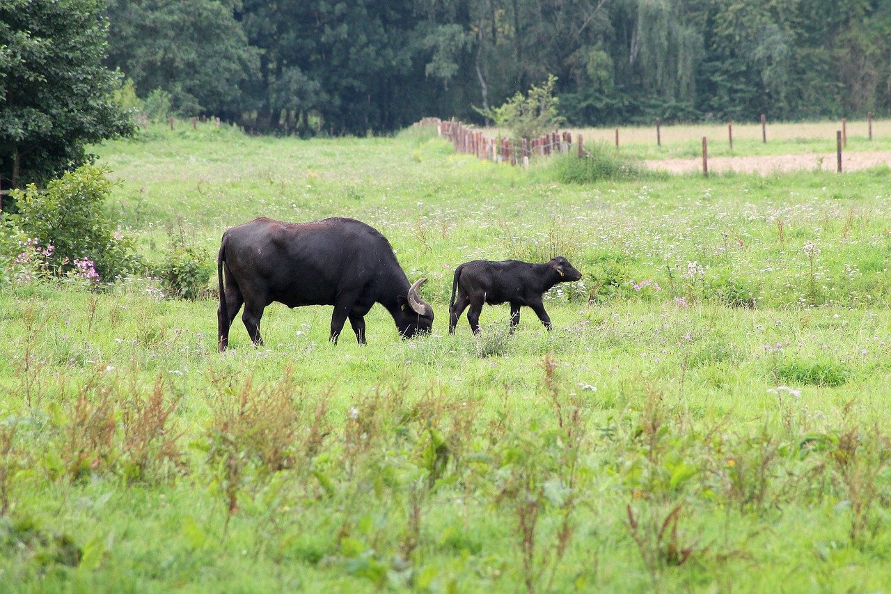 grass nature animal free photo