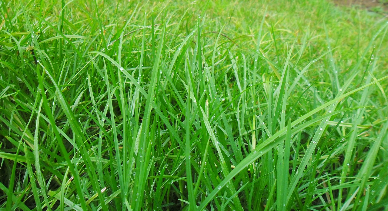 grass lawn leaves free photo