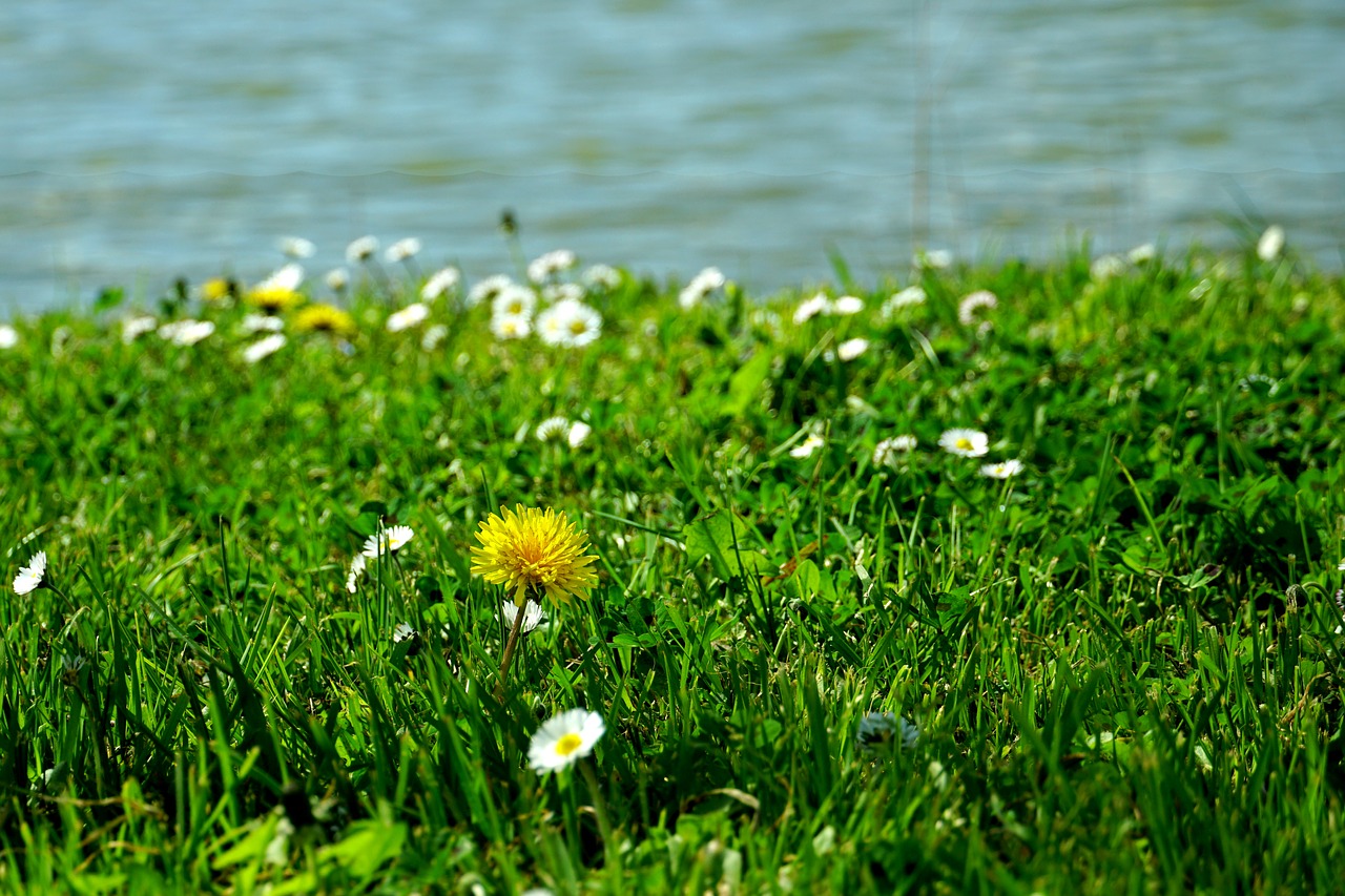 grass nature meadow free photo