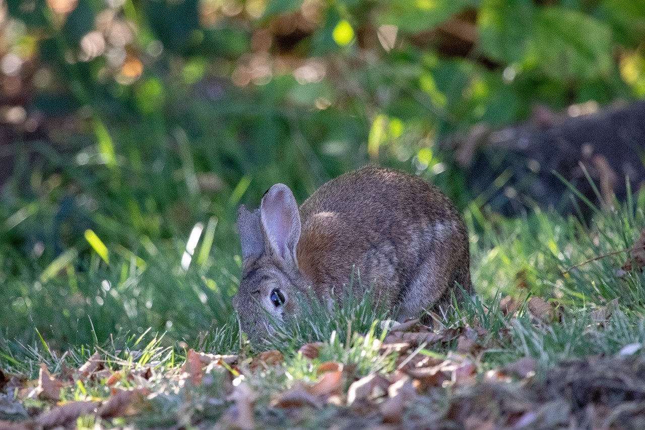 grass nature rabbit free photo