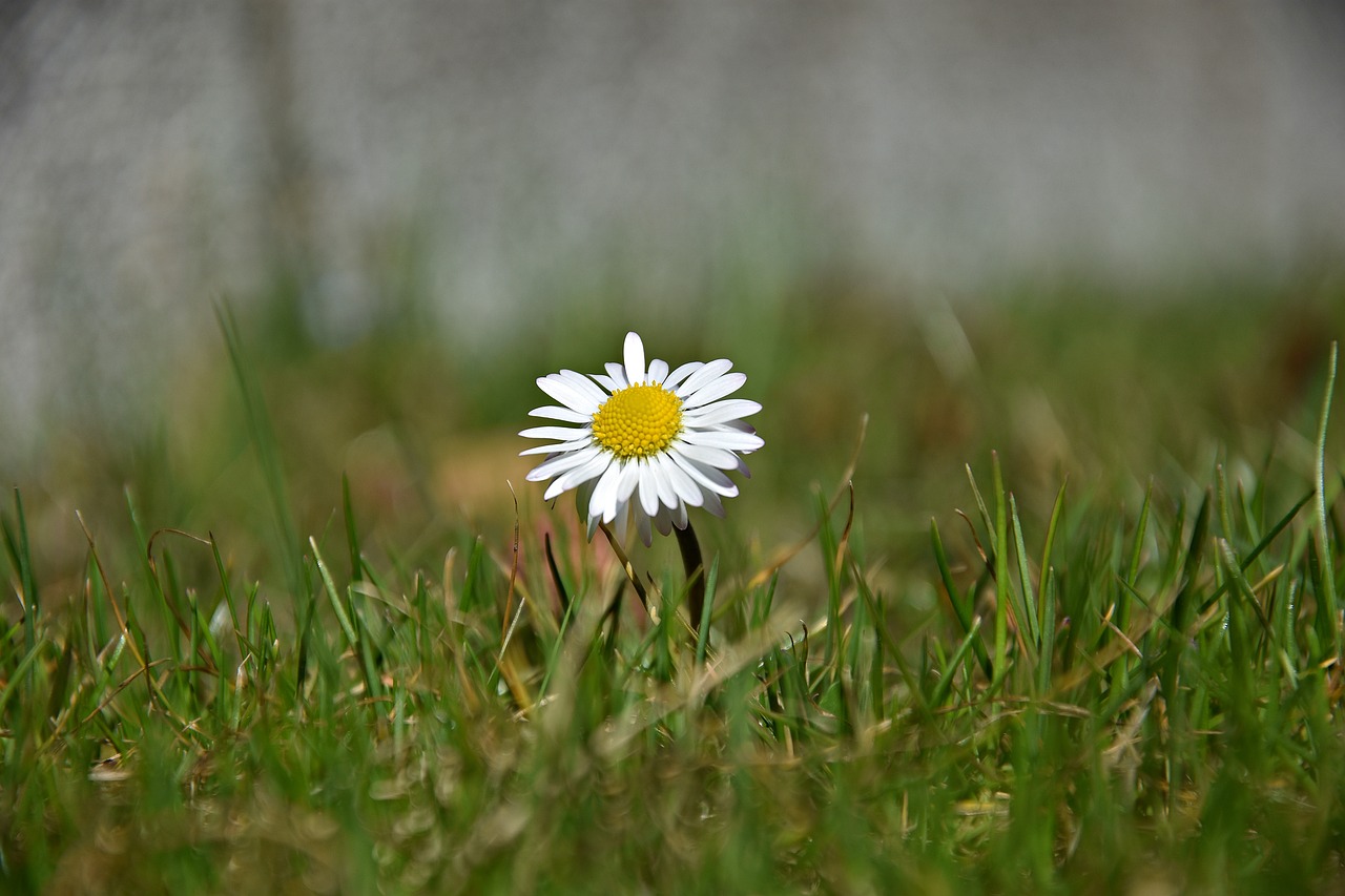 grass nature meadow free photo