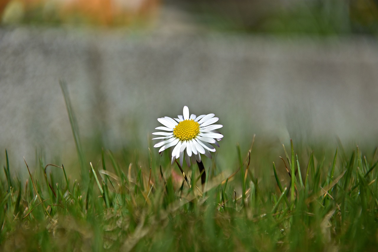 grass nature meadow free photo