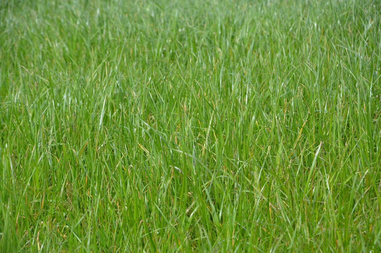 grass lawn grass growth free photo