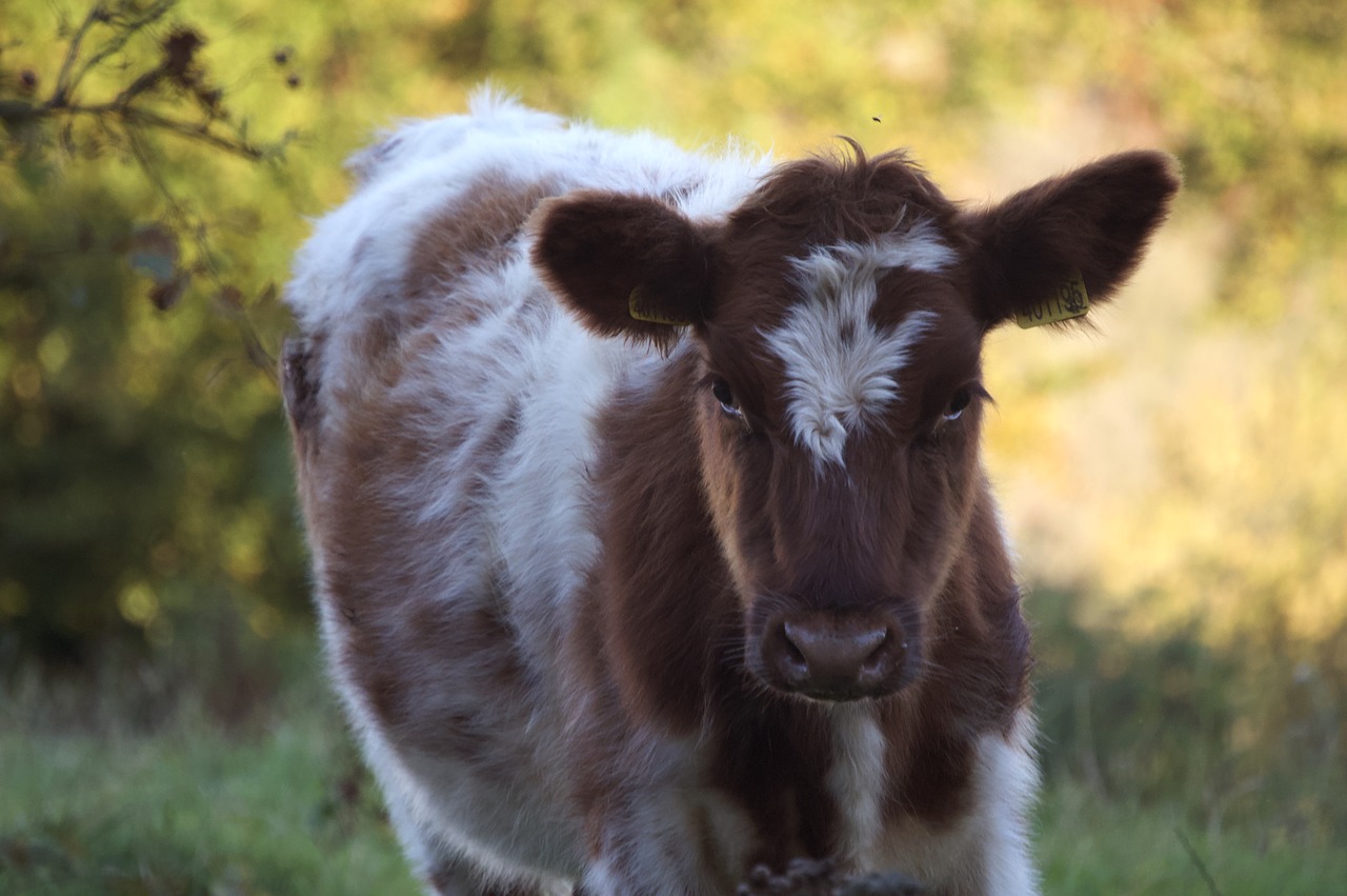 grass animal mammal free photo