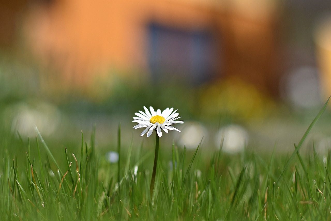 grass nature summer free photo