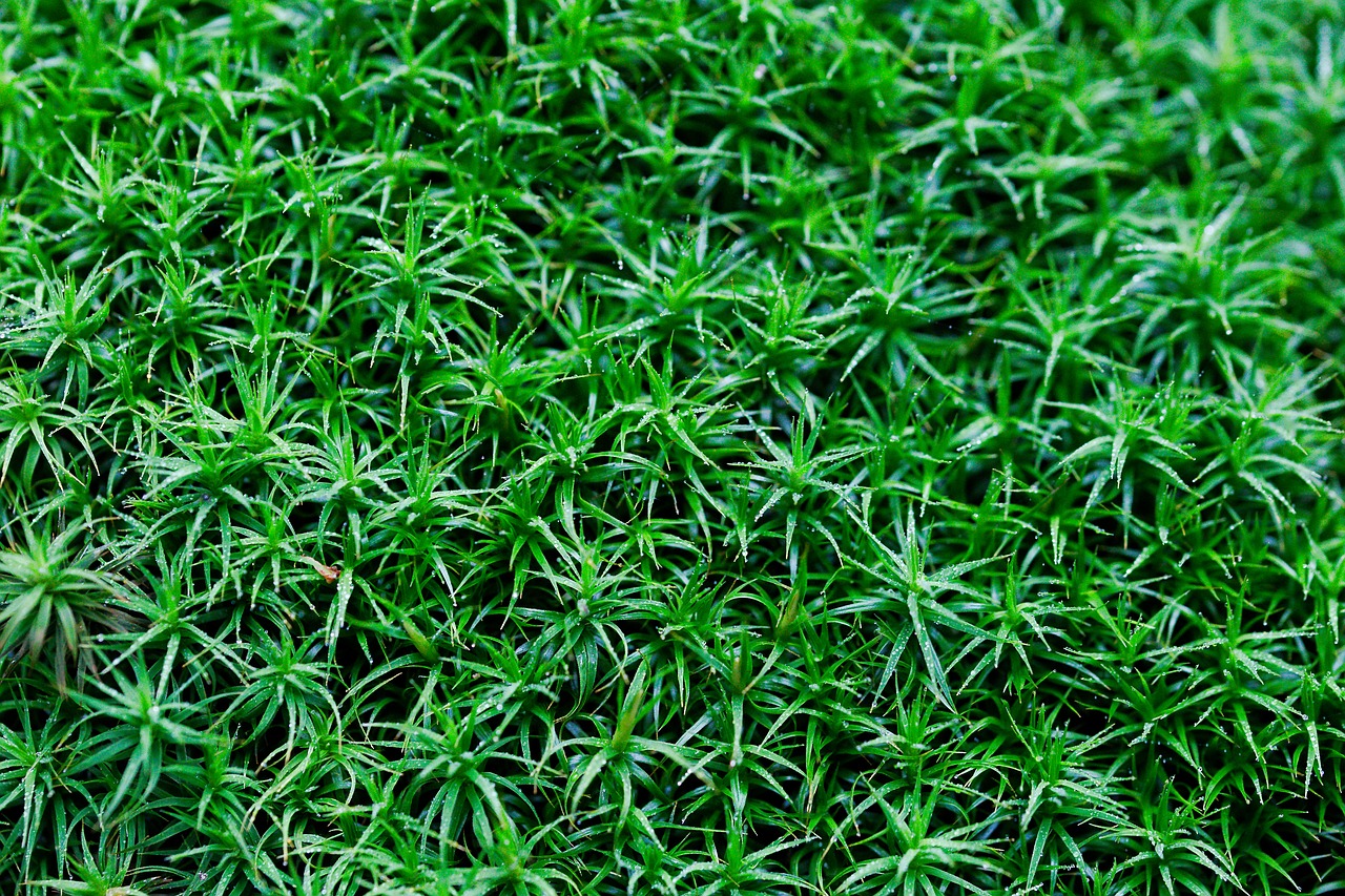 grass  leaf  growth free photo